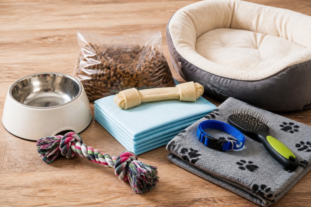 Discount Pet Supplies for Dogs Online: 2026 Guide - Bargain Warriors LLC